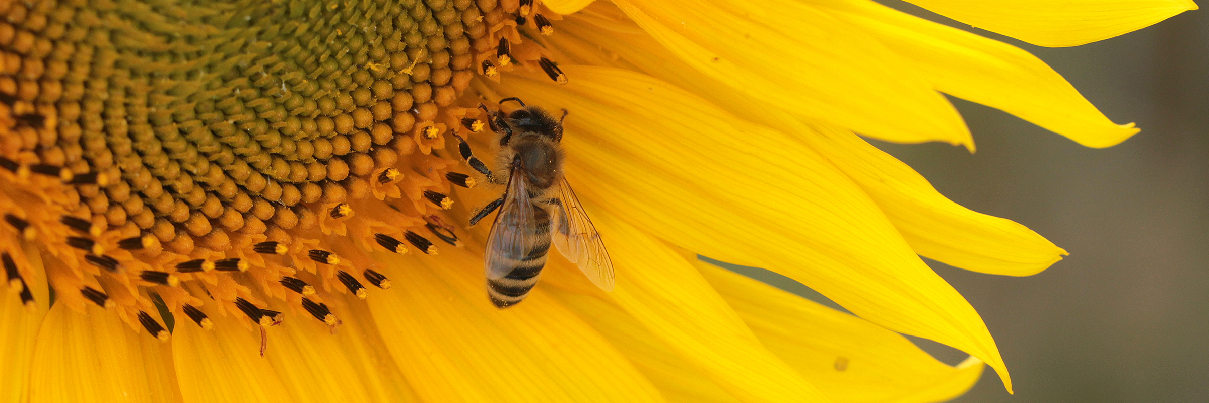 Sunflower Bee – Slider
